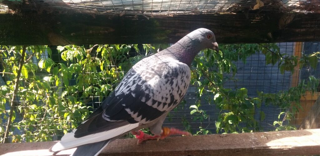 lost pigeon returned home after 300km detour