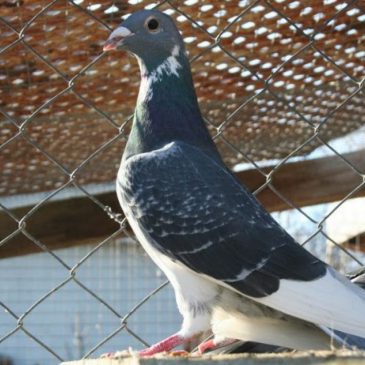 Sporting/Messenger pigeons and development of the pigeon sport!