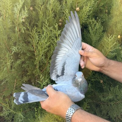 30th Place – BG26-55905 – AVES IMPORT EXPORT LTD